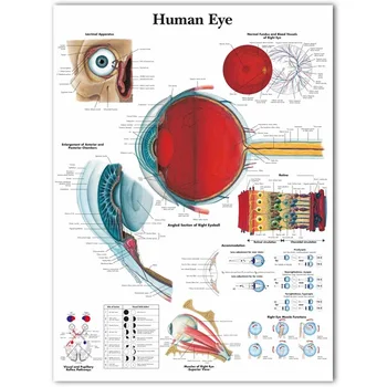 Живопись человеческим глазом, анатомия высокой четкости, современные плакаты, медицинское образование, живопись на холсте