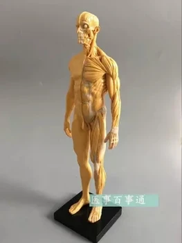 30 см смола CG живопись скульптура мужская модель опорно-двигательного аппарата анатомия структура человеческого тела художественная модель бесплатные покупки